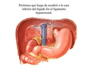 Peritoneo que luego de recubrir a la cara
inferior del hígado for el ligamento
hepatorrenal.
 