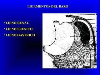 LIGAMENTOS DEL BAZO
• LIENO RENAL
• LIENO FRENICO.
• LIENO GASTRICO
 