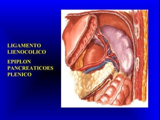 LIGAMENTO
LIENOCOLICO
EPIPLON
PANCREATICOES
PLENICO
 