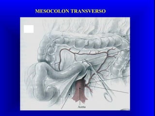 MESOCOLON TRANSVERSO
 