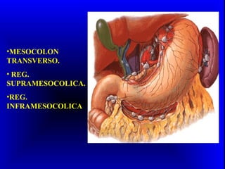 •MESOCOLON
TRANSVERSO.
• REG.
SUPRAMESOCOLICA.
•REG.
INFRAMESOCOLICA
 