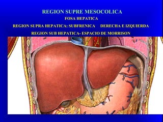 FOSA HEPATICA
REGION SUPRA HEPATICA: SUBFRENICA DERECHA E IZQUIERDA
REGION SUB HEPATICA- ESPACIO DE MORRISON
REGION SUPRE MESOCOLICA
 