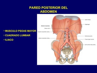 PARED POSTERIOR DEL
ABDOMEN
• MUSCULO PSOAS MAYOR
• CUADRADO LUMBAR
• ILIACO
 