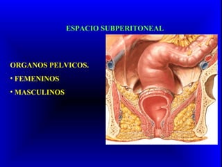ESPACIO SUBPERITONEAL
ORGANOS PELVICOS.
• FEMENINOS
• MASCULINOS
 