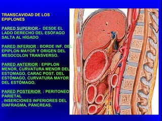 TRANSCAVIDAD DE LOS
EPIPLONES
PARED SUPERIOR.- DESDE EL
LADO DERECHO DEL ESÓFAGO
SALTA AL HÍGADO
PARED INFERIOR : BORDE INF. DEL
EPIPLON MAYOR Y ORIGEN DEL
MESOCOLON TRANSVERSO.
PARED ANTERIOR : EPIPLON
MENOR, CURVATURA MENOR DEL
ESTOMAGO, CARAC POST. DEL
ESTÓMAGO, CURVATURA MAYOR
DEL ESTÓMAGO.
PARED POSTERIOR : PERITONEO
PARIETAL
, INSERCIONES INFERIORES DEL
DIAFRAGMA, PÁNCREAS.
 