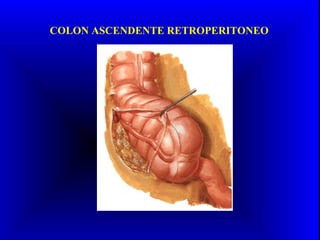 COLON ASCENDENTE RETROPERITONEO
 