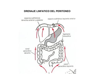 DRENAJE LINFATICO DEL PERITONEO
 