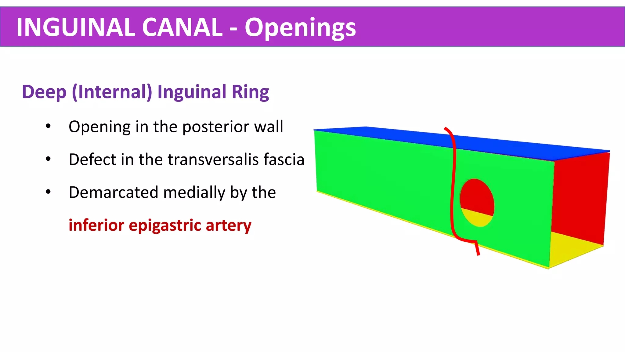 RAJITH ERANGA
Deep (Internal) Inguinal Ring
• Opening in the posterior wall
• Defect in the transversalis fascia
• Demarcated medially by the
inferior epigastric artery
INGUINAL CANAL - Openings
 