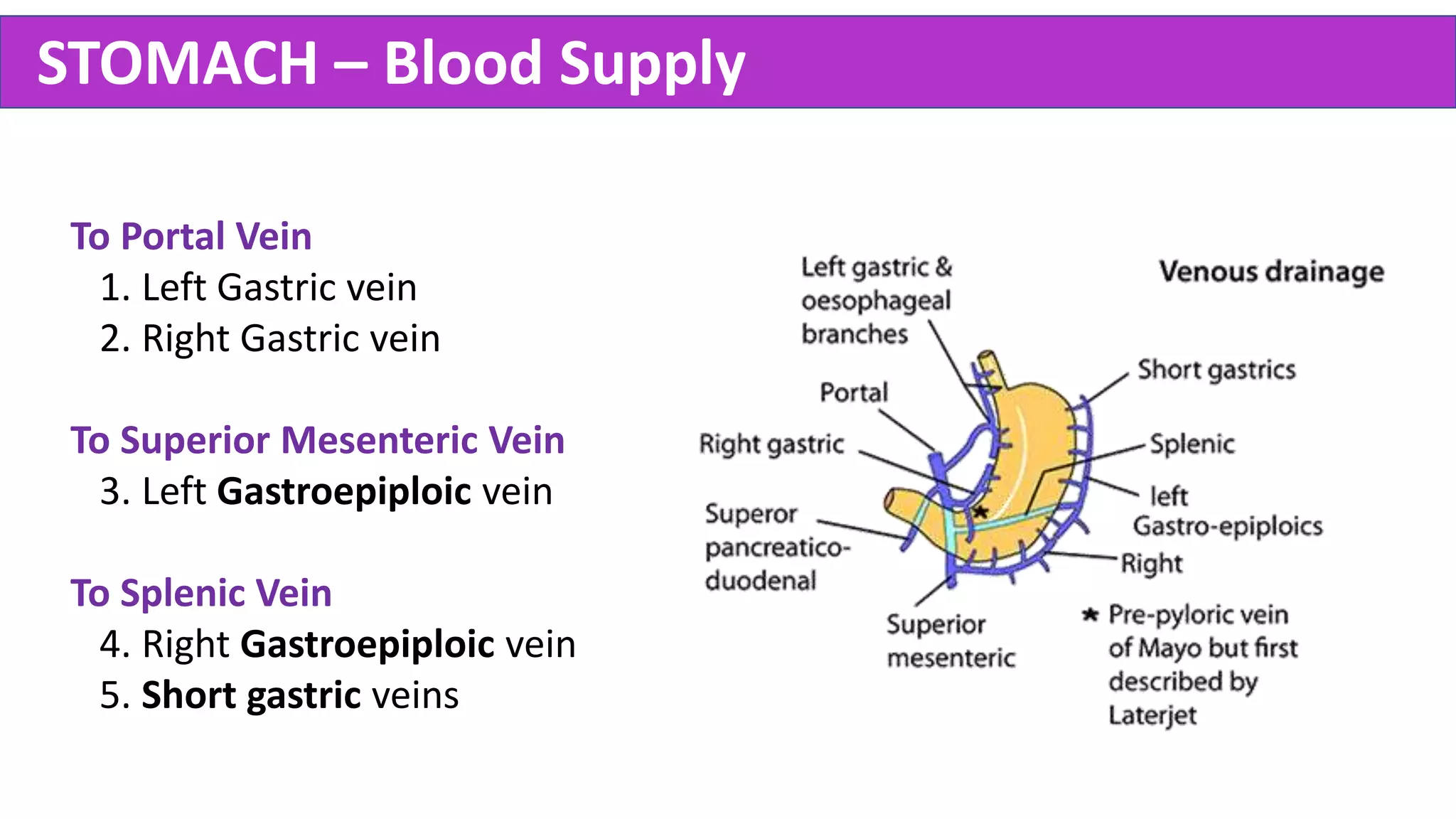 Abdomen Anatomy - Made Easy | PPTX