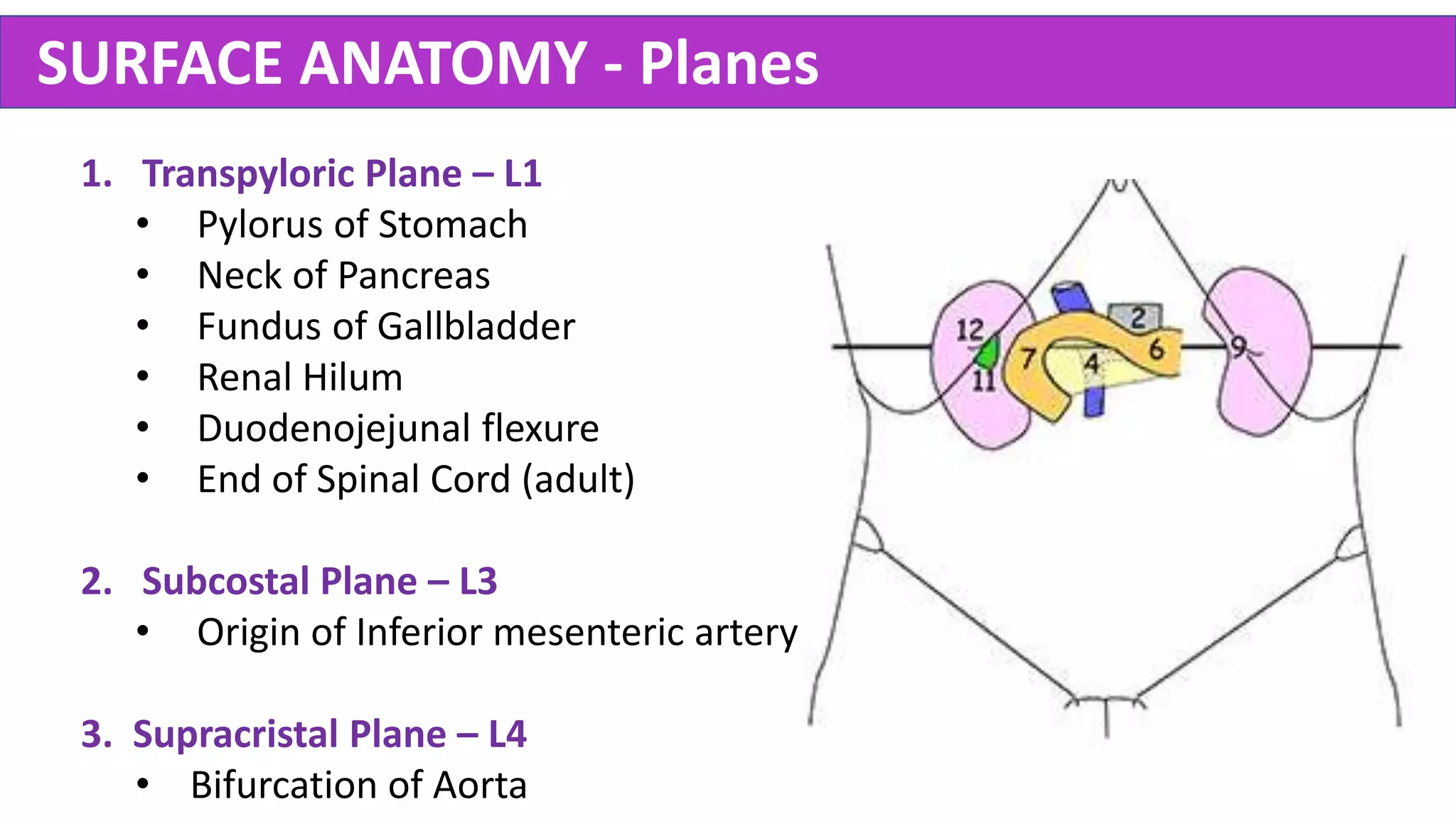 abdomen-anatomy-made-easy-pptx