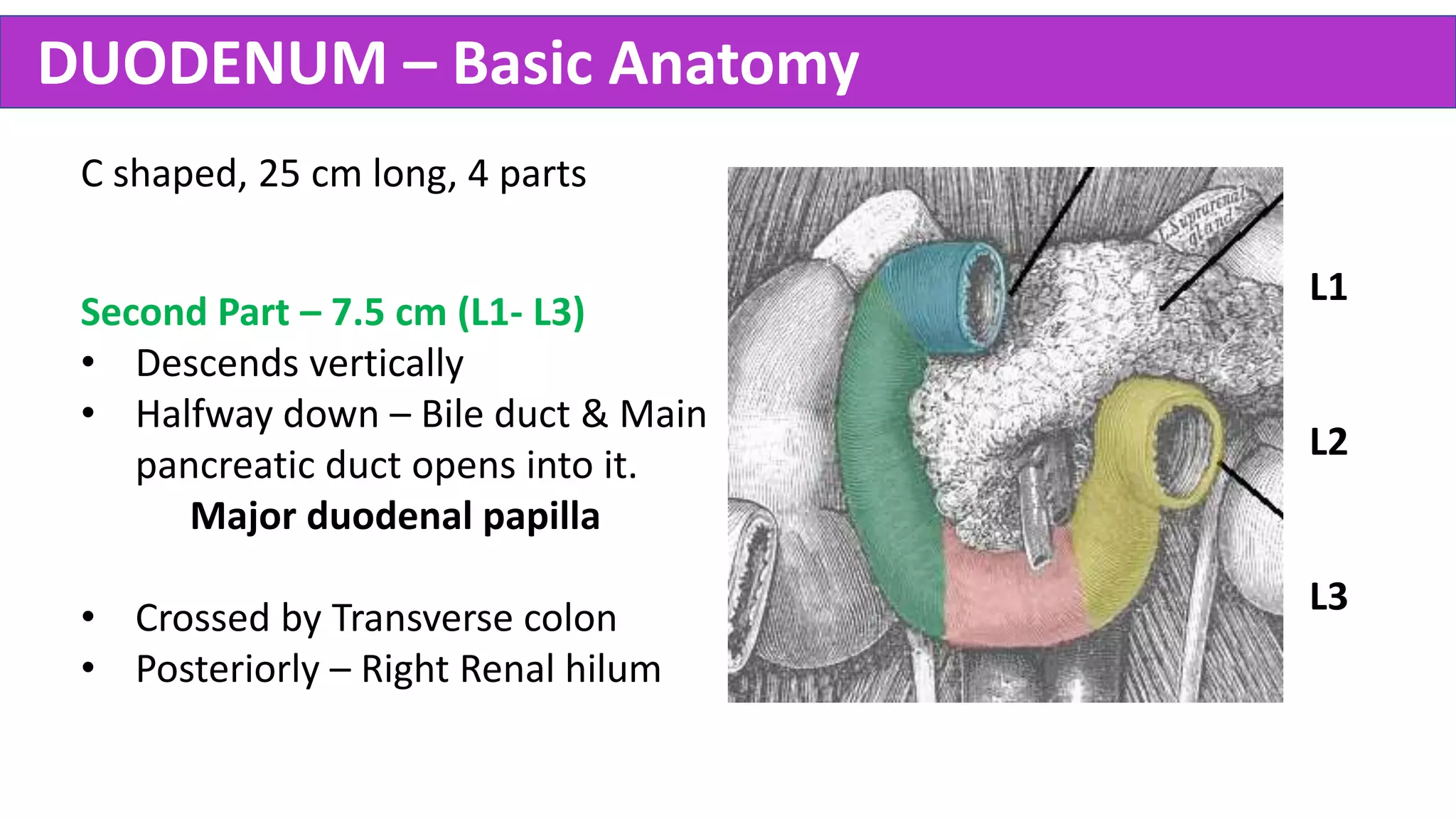 Abdomen Anatomy - Made Easy Biology Diagrams
