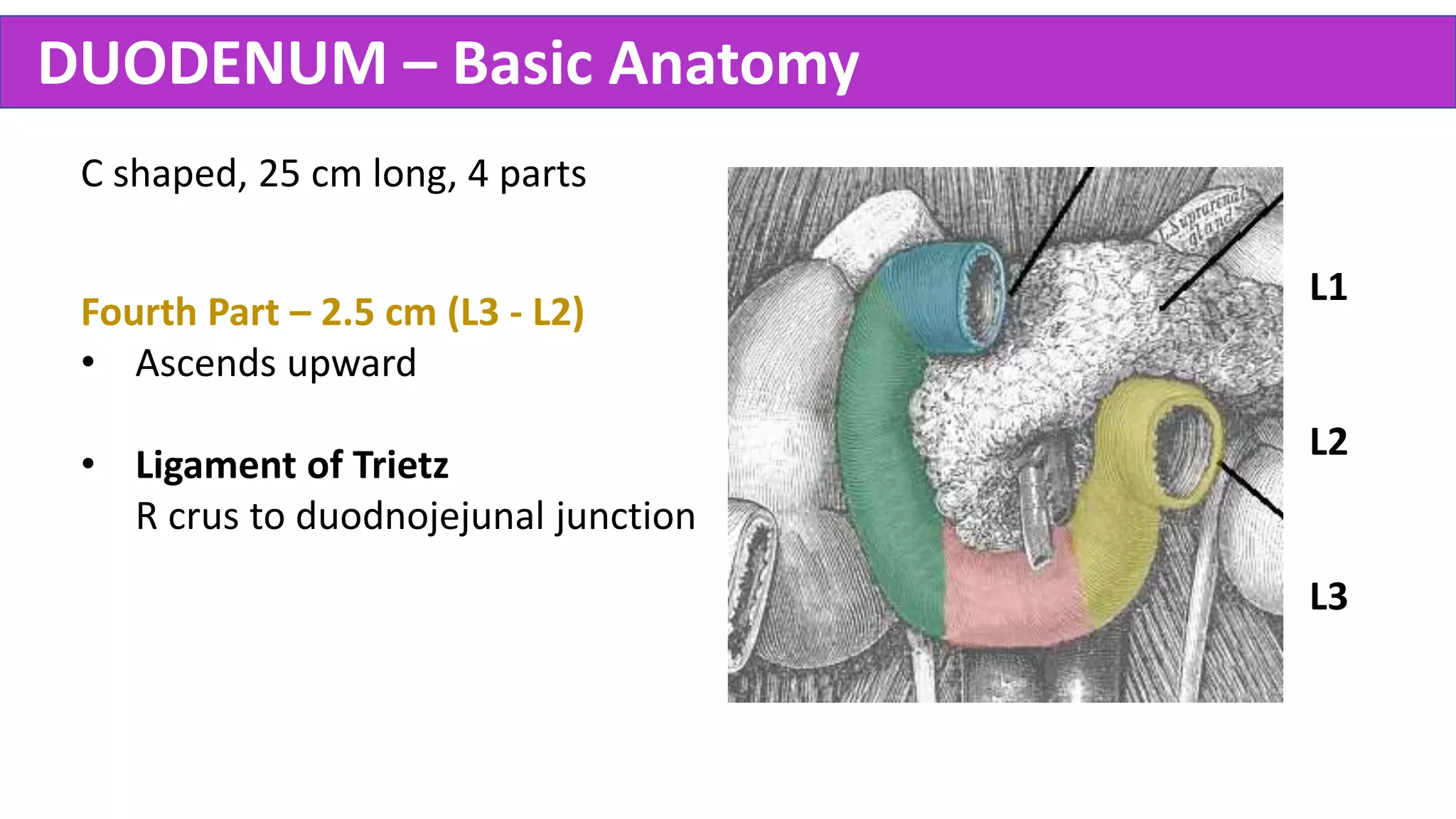 Abdomen Anatomy - Made Easy | PPTX