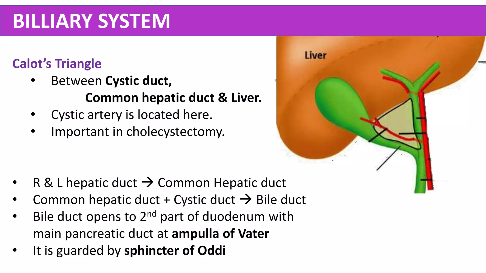 Abdomen Anatomy - Made Easy | PPTX