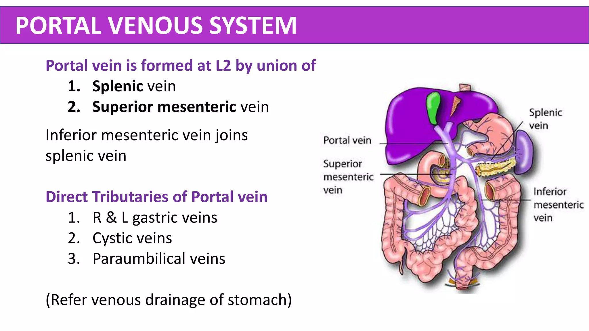 PORTAL VENOUS SYSTEM
Portal vein is formed at L2 by union of
1. Splenic vein
2. Superior mesenteric vein
Inferior mesenteric vein joins
splenic vein
Direct Tributaries of Portal vein
1. R & L gastric veins
2. Cystic veins
3. Paraumbilical veins
(Refer venous drainage of stomach)
 