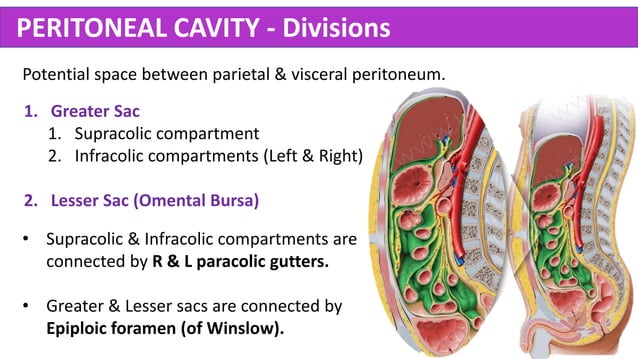 Abdomen Anatomy - Made Easy Biology Diagrams