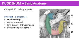 Abdomen Anatomy - Made Easy | PPTX
