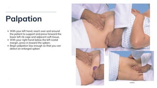 Physical Examination of the Abdomen | PDF