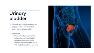 Physical Examination of the Abdomen | PDF