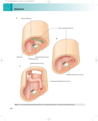 abdomen. anatomy general medicine in dentistry | PDF