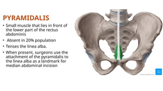 Pyramidils Muscle ABDOMEN anatomy lecture abdominal muscles.pptx