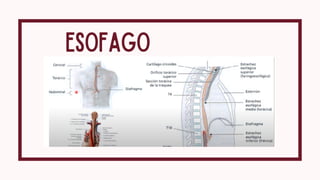 Comprehensive Anatomical Overview of the Esophagus and Stomach | PDF