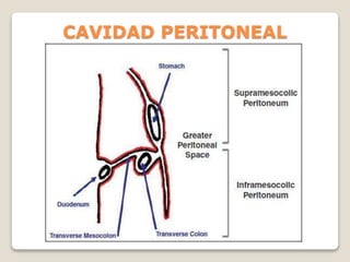 CAVIDAD PERITONEAL
 