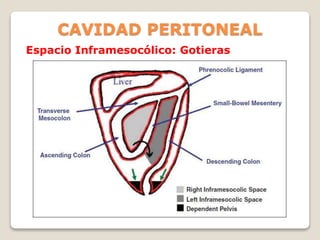 CAVIDAD PERITONEAL
Espacio Inframesocólico: Gotieras
 