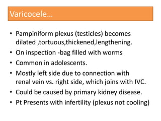 Varicocele…
• Pampiniform plexus (testicles) becomes
dilated ,tortuous,thickened,lengthening.
• On inspection -bag filled with worms
• Common in adolescents.
• Mostly left side due to connection with
renal vein vs. right side, which joins with IVC.
• Could be caused by primary kidney disease.
• Pt Presents with infertility (plexus not cooling)

 