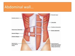 Abdominal wall…

 