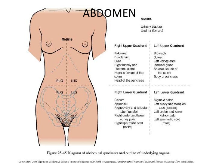 abdomen mich abdomen mich, Skeleton