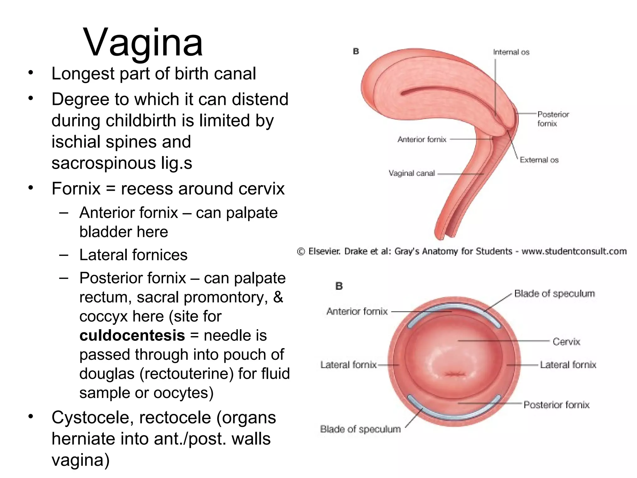 Abdomen Pelvis And Perineum Anatomy Www jinekolojivegebelik