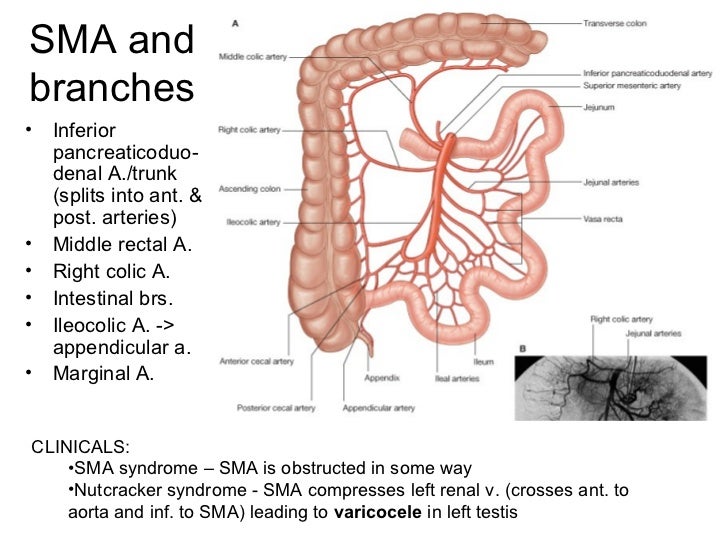 perineum perineum