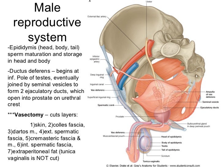 Abdomen Pelvis And Perineum Anatomy Www Jinekolojivegebelik Com