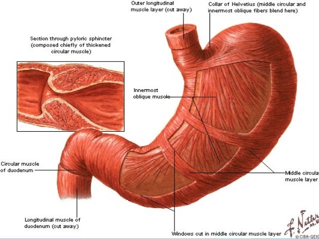 Abdomen Pemfis
