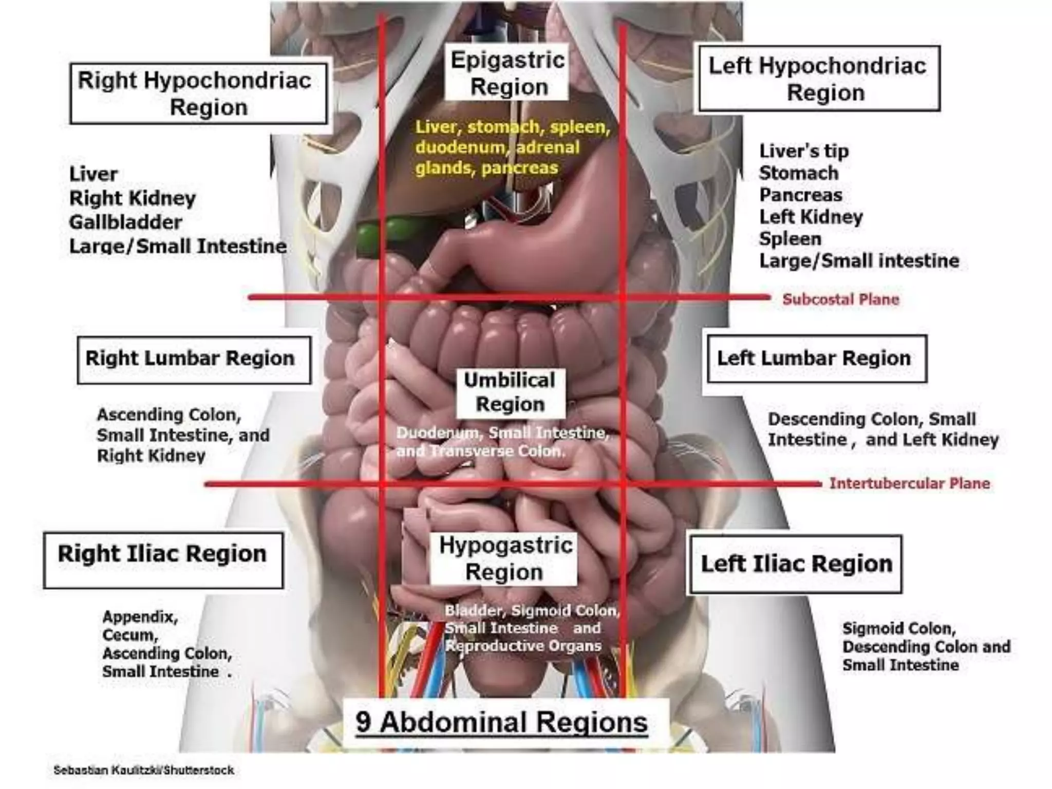 Abdomen surface marking and radiology | PPTX