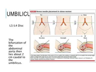 UMBILICUS
L3/L4 Disc
The
bifurcation of
the
abdominal
aorta then
lies about 2
cm caudal to
the
umbilicus.
 