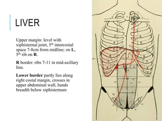 LIVER
Upper margin: level with
xiphisternal joint, 5th intercostal
space 7-8cm from midline; on L,
5th rib on R.
R border: ribs 7-11 in mid-axillary
line.
Lower border partly lies along
right costal margin, crosses in
upper abdominal wall, hands
breadth below xiphisternum
 