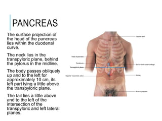 PANCREAS
The surface projection of
the head of the pancreas
lies within the duodenal
curve.
The neck lies in the
transpyloric plane, behind
the pylorus in the midline.
The body passes obliquely
up and to the left for
approximately 10 cm, its
left part lying a little above
the transpyloric plane.
The tail lies a little above
and to the left of the
intersection of the
transpyloric and left lateral
planes.
 