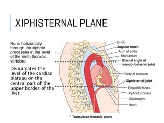 XIPHISTERNAL PLANE
Runs horizontally
through the xiphoid
processes at the level
of the ninth thoracic
vertebra
Demarcates the
level of the cardiac
plateau on the
central part of the
upper border of the
liver.
 