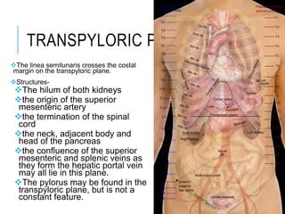 TRANSPYLORIC PLANE
The linea semilunaris crosses the costal
margin on the transpyloric plane.
Structures-
The hilum of both kidneys
the origin of the superior
mesenteric artery
the termination of the spinal
cord
the neck, adjacent body and
head of the pancreas
the confluence of the superior
mesenteric and splenic veins as
they form the hepatic portal vein
may all lie in this plane.
The pylorus may be found in the
transpyloric plane, but is not a
constant feature.
 