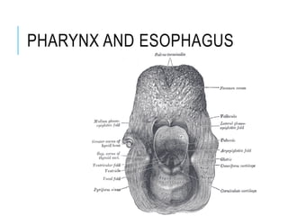PHARYNX AND ESOPHAGUS
 