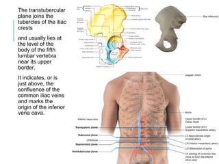 The transtubercular
plane joins the
tubercles of the iliac
crests
and usually lies at
the level of the
body of the fifth
lumbar vertebra
near its upper
border.
It indicates, or is
just above, the
confluence of the
common iliac veins
and marks the
origin of the inferior
vena cava.
 