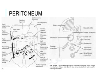 PERITONEUM
 