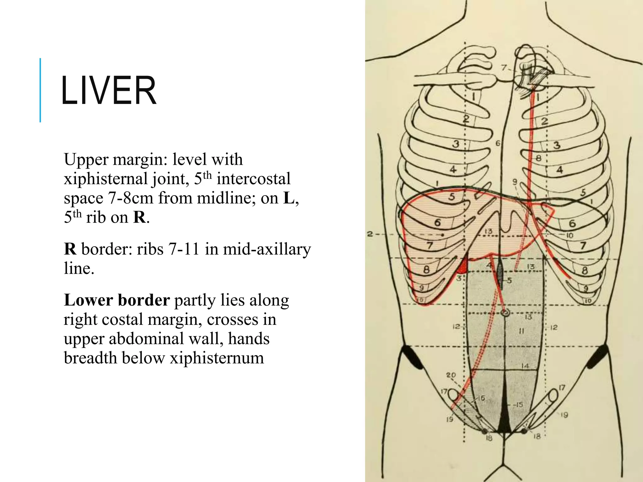 abdomen-surfacemarkingandradiology-210312105639 (2).pdf