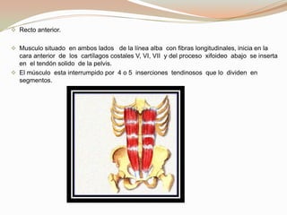  musculo  trasverso   del abdomen