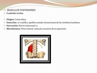 Musculo  oblicuo  interno