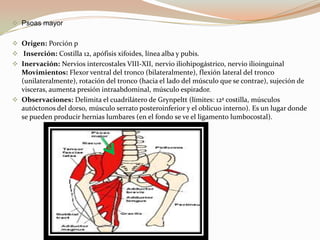 musculo  oblicuo externo o  oblicuo mayor.