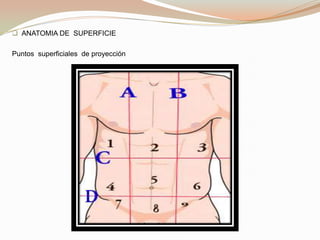  músculos  anteriores