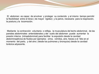      El  abdomen  es capaz  de envolver  y proteger  su contenido  y al mismo  tiempo permitir  la flexibilidad  entre el tórax ( de mayor  rigidez)  y la pelvis, necesaria  para la respiración, la postura y la  locomoción.     Mediante  la contracción  voluntaria  o refleja,  la musculatura del techo abdominal,  de las paredes abdominales  anterolaterales y del  suelo del abdomen  puede  aumentar  la presión interna  (intraabdominal) para facilitar  la expulsión desde la cavidad  abdominopélvica de fluidos por ejemplos:  orina,  vómitos, aire, heces o el  feto en el momento  del parto,  y del aire ( desde los pulmones y bronquios) desde la cavidad torácica adyacente.