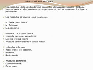                                       MÚSCULOS  DEL ABDOMENLos  músculos   de la pared abdominal  ocupan los  ultimos arcos  costales   del borde  superior hasta  la pelvis, conformando  un perímetro  el cual  se  encuentran  los órganos  peritoneales.